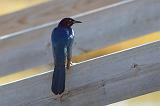 Beaming Grackle_33437